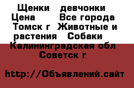 Щенки - девчонки › Цена ­ 2 - Все города, Томск г. Животные и растения » Собаки   . Калининградская обл.,Советск г.